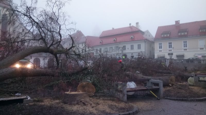 Podrli drevesa na ptujski tržnici