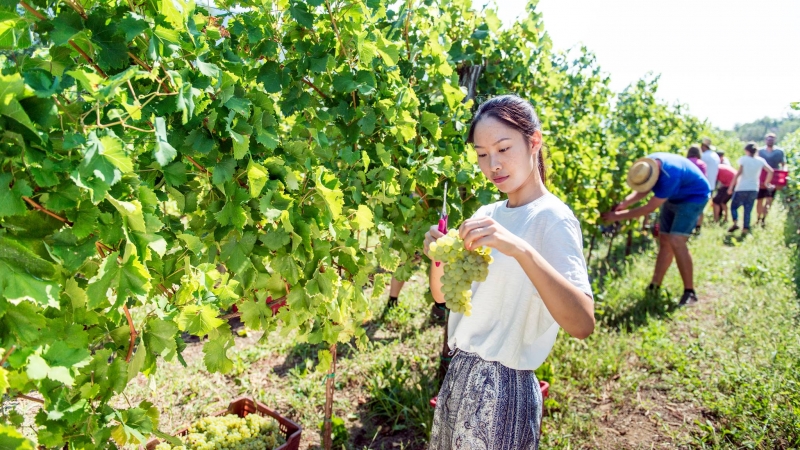 Odlična priložnost za študij vinogradništva in vinarstva!