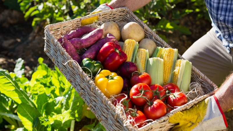 Pričenja se spravilo prvih pridelkov